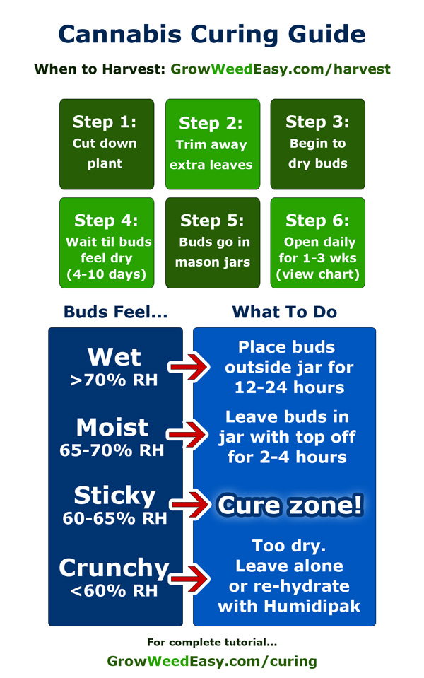 How to cure marijuana overview - cheat sheet