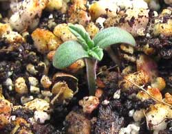 Cute marijuana seedling