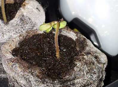 Another marijuana seedling damping off