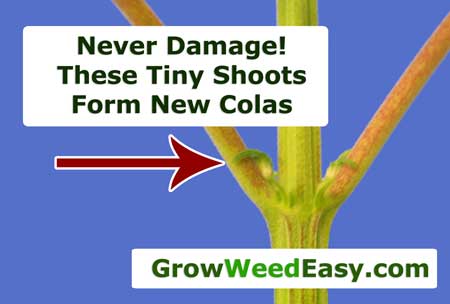 Never damage the tiny shoots butted up next to your fan leaves, as they can form into new colas