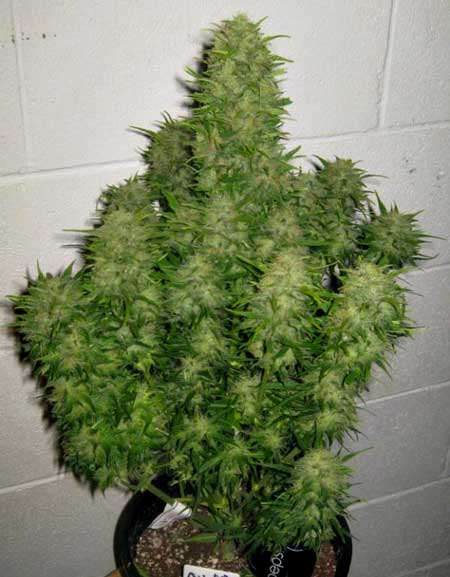 Huge buds of an indoor defoliated auto-flowering plant