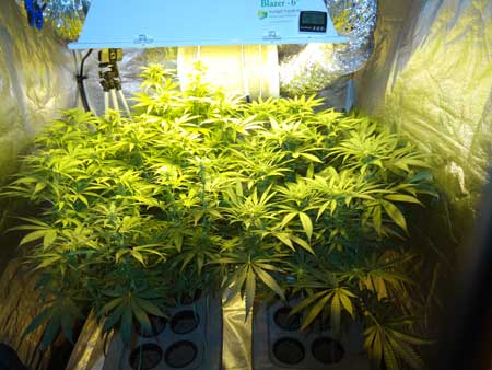 Cannabis plants before defoliation - a view from above