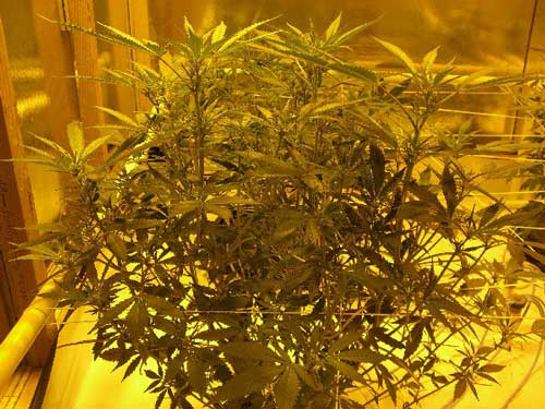 Marijuana girl 2 weeks into flowering, about to be defoliated