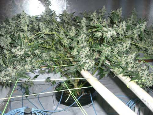 Defoliation is the only way to grow marijuana plants this 'flat'