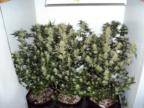 Flowering cannabis plant