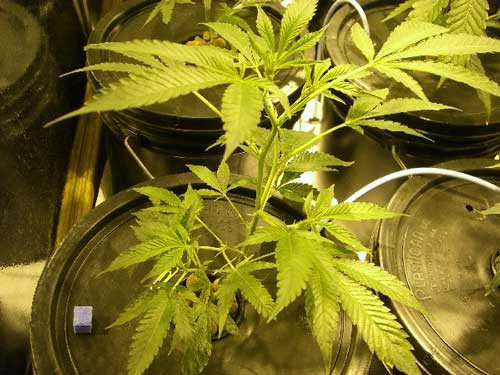 Young Marijuana plant before being defoliated