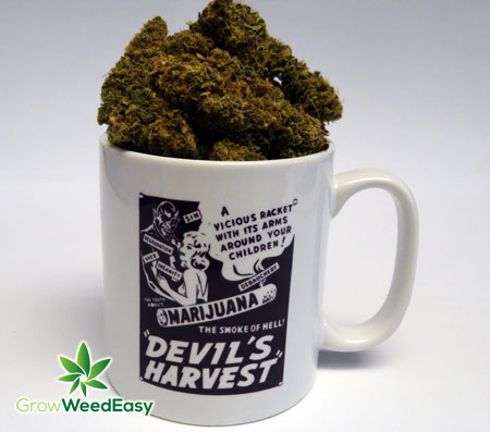 How to Grow Your Own Marijuana - Grow Weed Easy .com