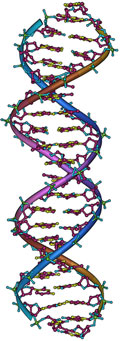 DNA & genetics are incredibly important to breeding new cannabis strains