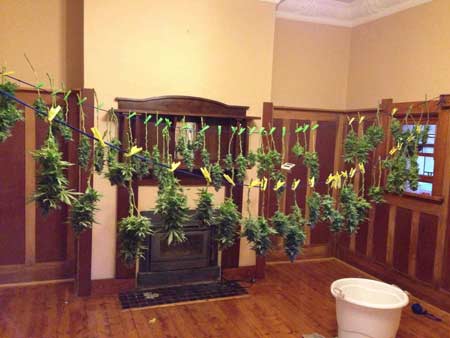 Cannabis buds hanging in the living room