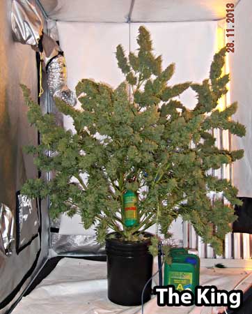 Dutch Passion Auto Mazar cannabis plant produces over 30 ounces of bud