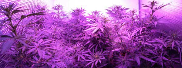 Can you grow weed with LEDs?