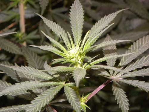 Afghan Kush bud tip, week 1 of the flowering stage