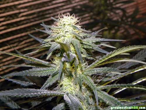 Afghan Kush at day 22 of bloom under the Pro-Grow 550 LED grow light
