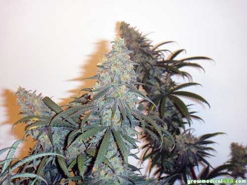 Critical Sensi Star tops, grown under the Pro-Grow 550 LED grow light