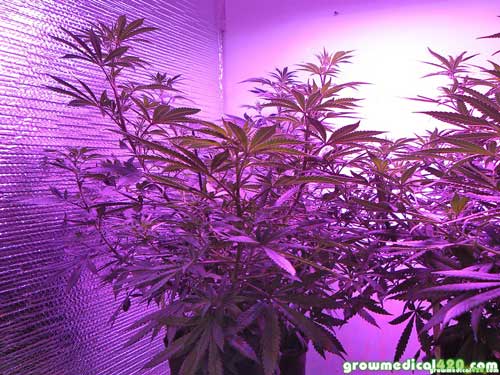 Critical + Sensi Star under the Pro Grow 550 LED light