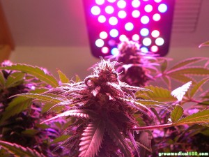 The Pro-Grow X5 – Using X-Lens Tech