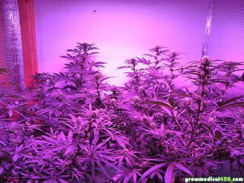 Week 2 of bloom, Afghan Kush (left), Critical Sensi Star (right)
