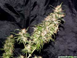 Bubblelicious plant #1 cola at harvest - the Pro-Grow LED light produced surprisingly dense and lush top colas