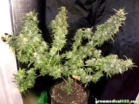 Bubblelicious #1 cannabis plant at harvest - grown completely under LED grow lights - huge top colas!