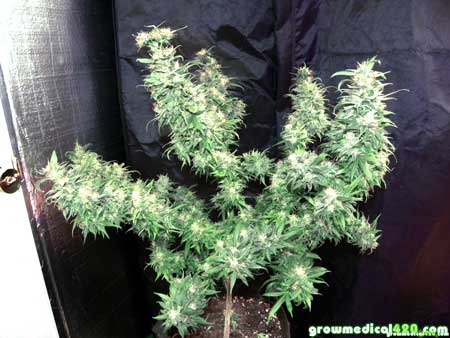 Bubblelicious #2 cannabis plant at harvest - grown completely under LED grow lights - huge top colas!