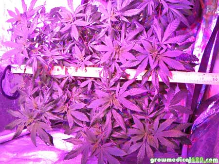 The cannabis canopy thickened almost immediately under the LED grow lights