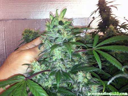 Huge cannabis cola grown under a 250W LED grow light - Strain is Bubblelicious