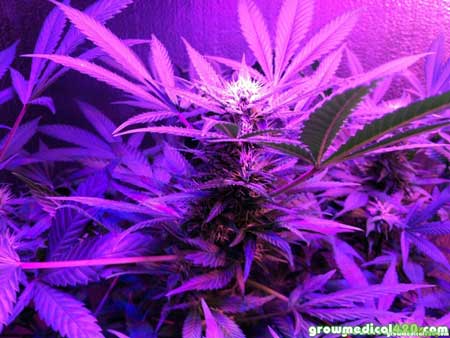 Light penetration from the Pro-Grow X5 LED panel is allowing for a forest of 6 – 9″ colas