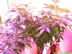 Week 4 - light saturation deep into the cannabis canopy