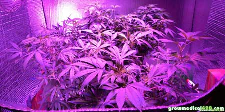 A view of the plants under the Pro-Grow X5-300 LED grow light