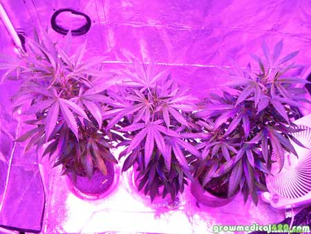 Cannabis plants under Pro-Grow X5 LED grow light turned to full spectra