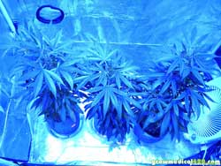 Pro-Grow X5 LED light on "Veg Spectra"