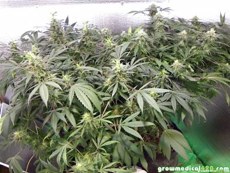 The Pro-Grow X5 LED Medical Cannabis Garden – Week 6 of bloom