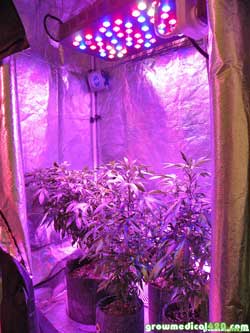 LED grow lights raised to maximum height because they were overbright