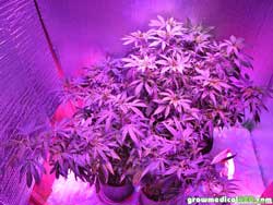 The cannabis plants were getting crowded in the tent under the LED grow light