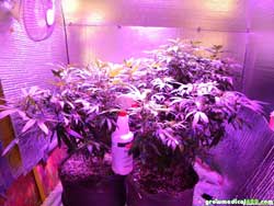 Week 4 - cannabis plants growing under LED grow light