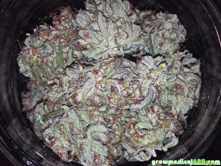 LED-grown White Widow buds in a jar