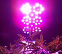 Learn more about growing with LED grow lights