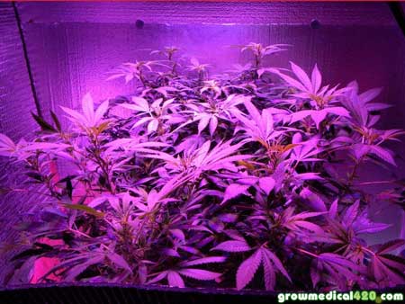 A view of the 3 cannabis plants under the Pro-Grow X5 LED grow light