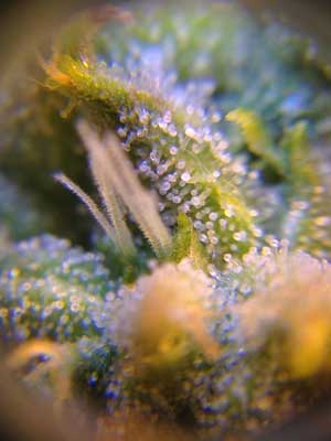 Exodus Cheese Week 7 Flowering Organically Grown marijuana - Impressive Growing Skills, you know who you are ;)