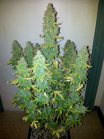 Cannabis auto-flowering plant - this one has grown out of control!