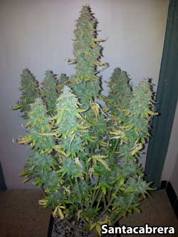 Fastbud #2 auto cannabis strain - Plant #1