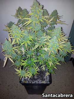 Fastbud #2 auto cannabis strain - Plant #2