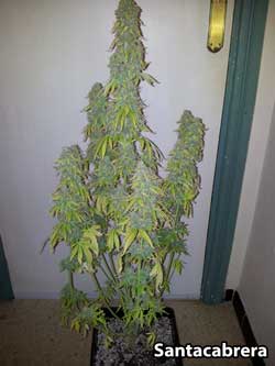 Fastbud #2 auto cannabis strain - Plant #3