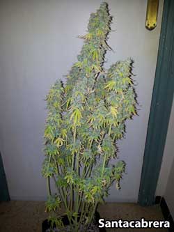 Fastbud #2 auto cannabis strain - Plant #4