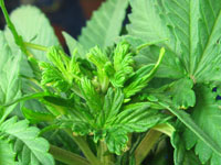 After your marijuana plant has been FIMed, expect the new leaves that were pinched to look a bit weird when they grow in