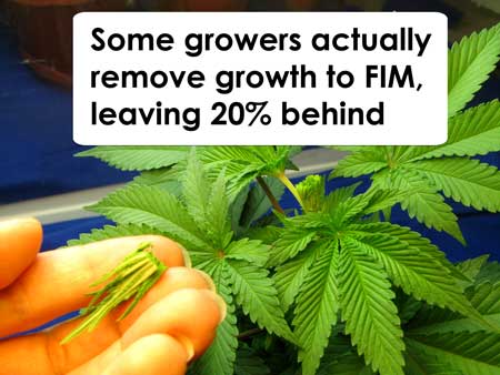 FIM marijuana example picture diagram