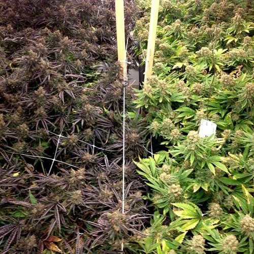 Featured Strains: Fire Alien Urkle and God's Gift 