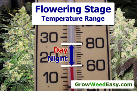 Cannabis optimal temperatures