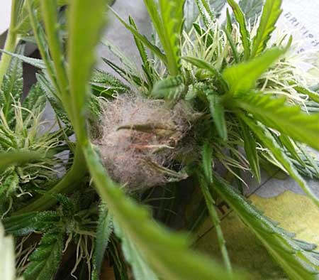 White and fluffy Botrytis fungus, the Initial stage of bud rot 