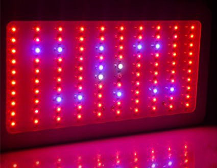 LED grow lights are a common culprit for cannabis light burn